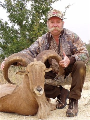 Aoudad