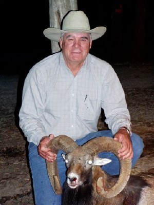 Mouflon